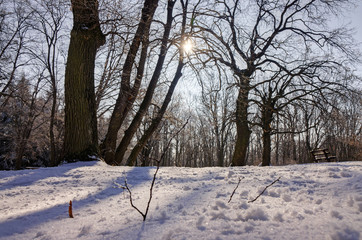 Trees under snow