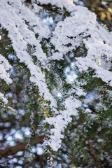 Softwoods under the snow