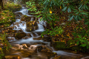 Woodland stream