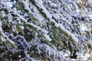 Softwoods under the snow