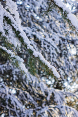 Softwoods under the snow