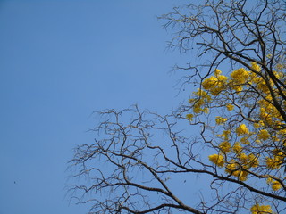 Florecer del Palo Blanco 