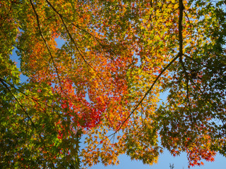 leaf changing colour to be pale yellow, orange red  in autumn and fall, beautiful compost