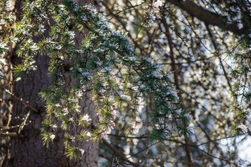 Fototapeta premium evergreen trees under the snow