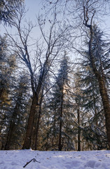 Trees under snow