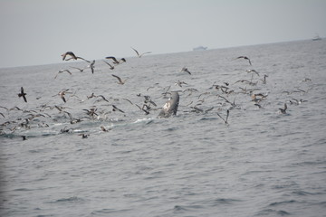 Birds with whale in ocean