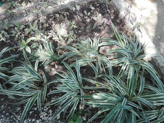 hermosas plantas de santa marta 
