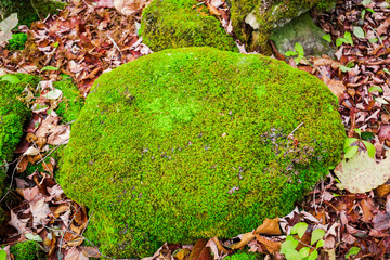 Toronto, Ontario Canada, Halton Hills area, beautiful amazing closeup detailed view of a stone covered with bright green moss in autumn woods