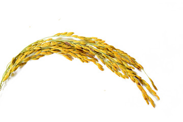 Ear of paddy rice isolated on white background