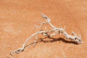 A tree branch lying on the sand in a desert in Oman
