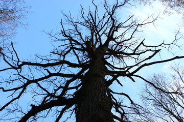 old tree and sky