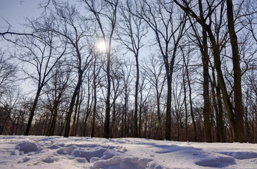 Trees under snow