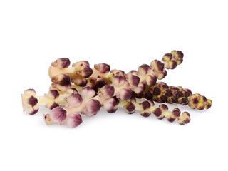 tupistra albiflora flower, tropical herb isolated on white background