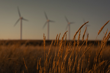 Fototapeta premium windmill farm in the distance over rolling hills