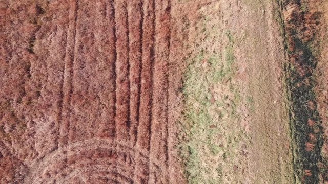 tracks in a field that looks like crop circles