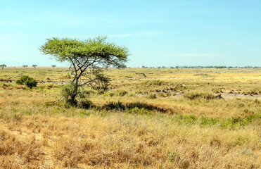 Fields in Tanzania on a sunny day