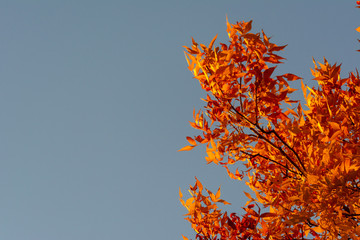 orange leaves and blue sky