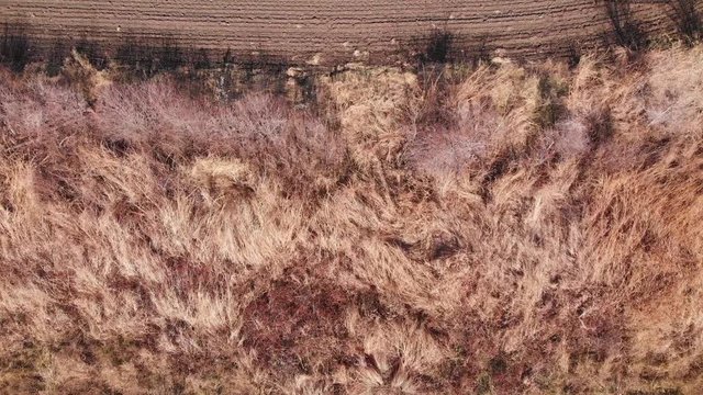 tall grass next to a dirt field