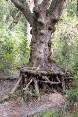 Tree with visible roots