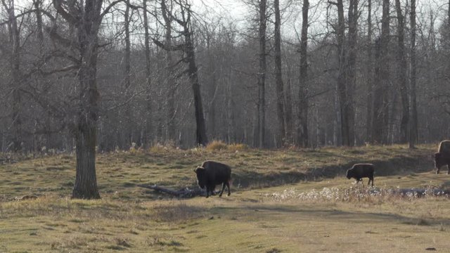 Bison on Canadian Prairie