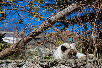 Moments of relaxation for a feline.