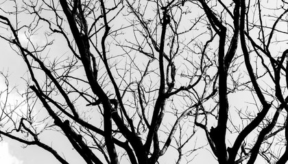 Branch of the tree silhouetle on the background gray sky.