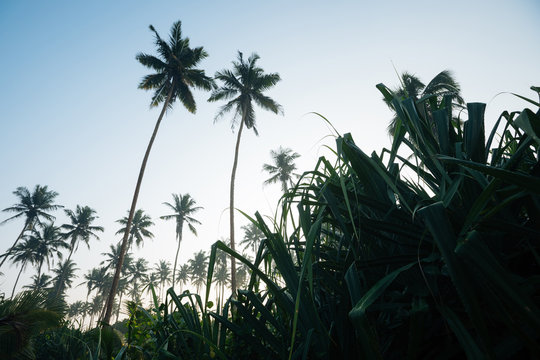 Coconut trees on tropical island in the sunrise