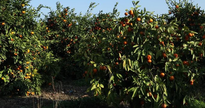 Mandarin trees with fruits on plantation