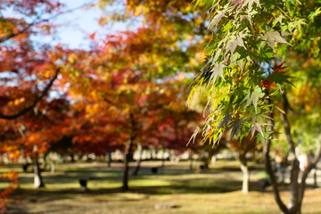 Naklejka premium 紅葉