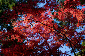 紅葉