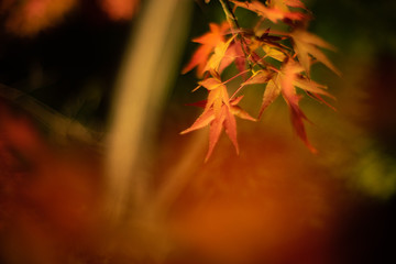 autumn leaves on black background
