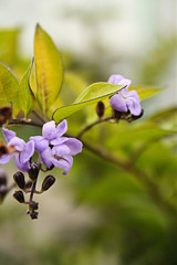 Flor na primavera