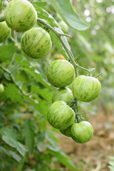 striped tomatoes Green Zebra growing on branch in greenhouse