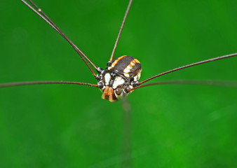 Macro Photo of Harvestmen or Daddy Longlegs on Green Leaf