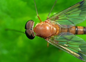Macro Photo of Orange Robber Fly on Green Leaf
