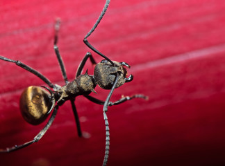 Macro Photo of Golden Weaver Ant or Polyrhachis Dives on Red Leaf