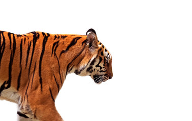 Close up Bengal Tiger Isolated on White Background with Clipping Path and Copy Space