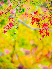 leaf changing colour to be pale yellow, orange red  in autumn and fall, beautiful compost