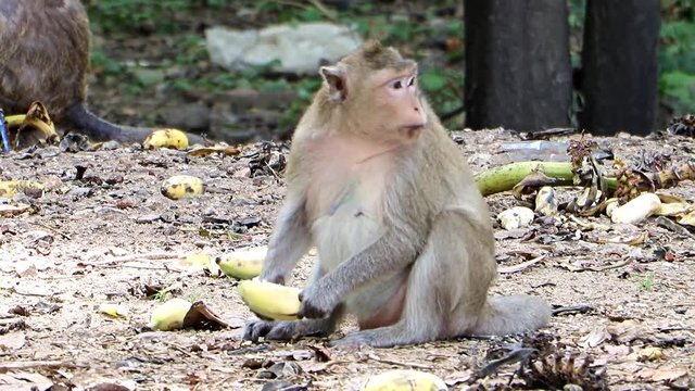 The monkey feeds on the border of the forest. Group of makak near the road in Thailand. Macaque monkeys eating food from people.