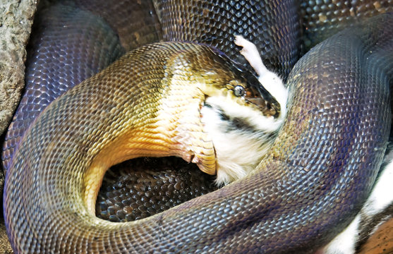 Movement Scene of Macklot's Python Attack Prey
