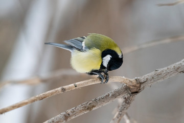 Great tit (Parus major) - a bird of the titmouse family in its natural environment with natural light, close-up.