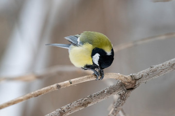 Great tit (Parus major) - a bird of the titmouse family in its natural environment with natural light, close-up.