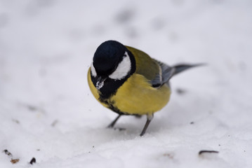 Great tit (Parus major) - a bird of the titmouse family in its natural environment with natural light, close-up.