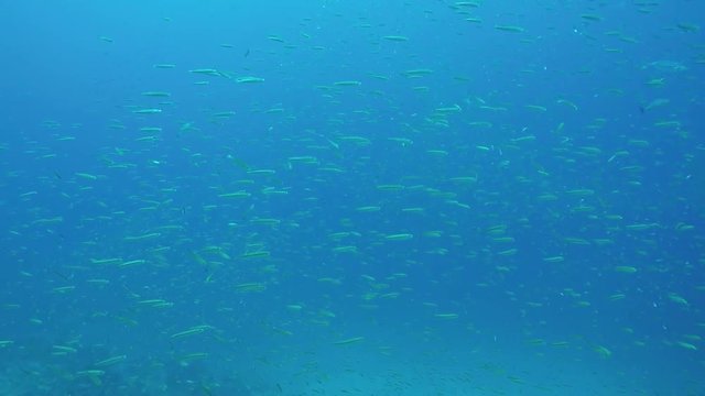 Underwater choreography of the swarm fishes