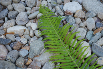Background for design of a leaf of fern lying on gray stones.