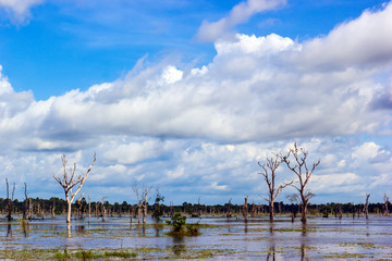 Sky cloud tree and water