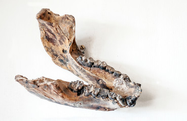 Bone remains in Tanzania