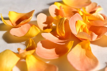 Fototapeta na wymiar 薔薇の花びら、柔らかな黄色、サーモンピンク