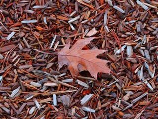 Fall Oak Leaf in Bark