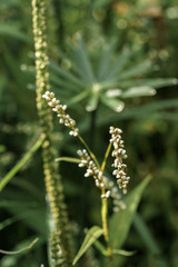 brin d'herbe et fleur